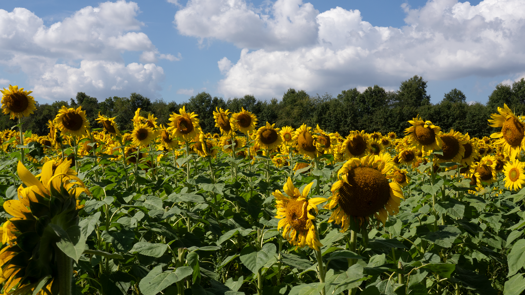 Photography Columbus Ohio